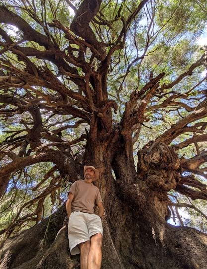 Francesco Baldi sotto un albero millenario in Sardegna